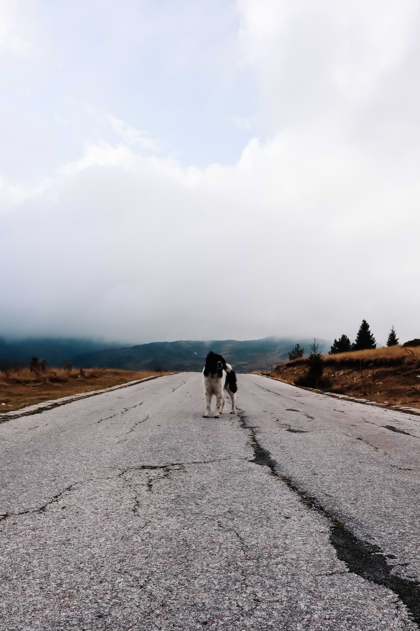 An empty road in the Pirin National Park - Bankso